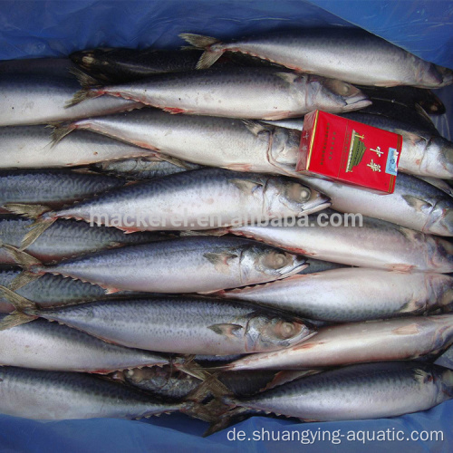 Seafrozen ganzer pazifischer Makrele WR Fisch 300-400g